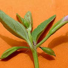 Image result for Torenia thouarsii