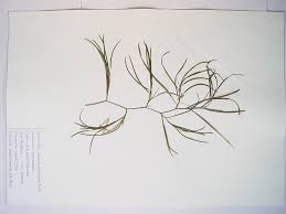 Image result for Heteranthera