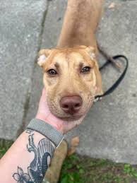 What is a balanced homemade dog food recipe?