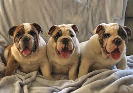 I've had bulldogs since 1990, i founded long island bulldog rescue in 1999. British Bulldog Breeds