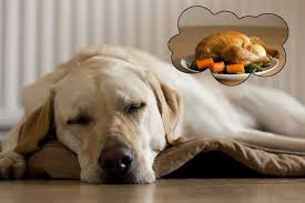 As with all the holidays and celebrations at this time of the year, thanksgiving is one we would love to share with our dogs. Can Dogs Eat Turkey Bones And The Fixin S For Thanksgiving Safe Dog Thanksgiving Dinner Options Thanksgiving Dog Treat Recipes The First Time Dog Owner Guide