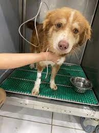 🆘🆘🆘🆘🆘🆘🆘🆘🆘🆘🆘🆘🆘🆘🆘🆘🆘 Ath móvil: 787-244-5109 Yesenia Pacheco  Morales~ nota que es para Maria Zelle: vega45561@yahoo.com Venmo: @  Linda-Vega-5 Paypal: vega45561@yahoo.com Note: Maria Unámonos para apoyar  la recuperación de María. Fue ...