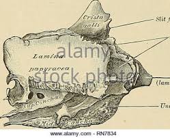 The study used three dimensional surgical navigation software to study radiological anatomy, in. Anatomy Descriptive And Applied Anatomy The Ethmoid Bone 97 Upper Part Of The Septum The Foramina Of The Outer Row Are Continued On To The Surface Of The Superior Turbinated Process