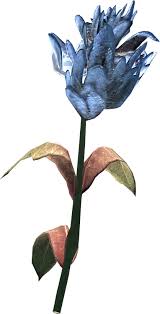 Pngkit selects 436 hd blue flower png images for free download. Blue Mountain Flower Elder Scrolls Fandom