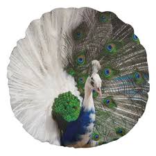 White Blue Peacock Round Pillow Zazzle Com In 2021 Rare Albino Animals Albino Peacock Rare Animals