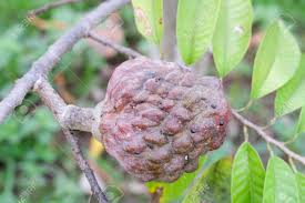 Tapi arini nak share dengan korang dengan satu buah lagi. Mulwo Fruit Or Also Called Buah Nona Or Annona Reticulata Stock Photo Picture And Royalty Free Image Image 97655572