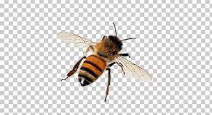 Pin By Jennifer Lacey On Transparent Backgrounds Tawny Mining Bee Bee Bee Hive
