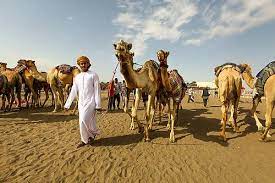 Spirit of race & ace 1 villorba corse join 2019/20 asian le mans series. Camel Racing A Social Practice And A Festive Heritage Associated With Camels Intangible Heritage Culture Sector Unesco