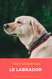 Tout Savoir Sur Le Labrador Labrador Dresser Un Chien Chien