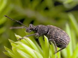 You should then pick up vine weevils, squash them and then bin them. What Are Weevil Bugs And How To Get Rid Of Them Home Quicks