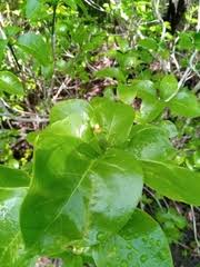 Image result for Grevea