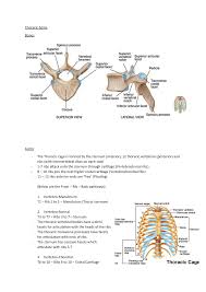 The back muscles represented on an anatomical chart and on a schematic view of the origin and insertion of the proper muscles of the back (iliocostal on series the user can browse between illustrations of the osteology of the spine, the joints and ligament structures of the vertebrae and ribs. Thoracic Spine Anatomy Neuromusculoskeletal Management Studocu