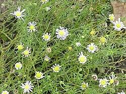 Image result for Felicia clavipilosa