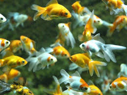 Jenis ikan hias air tawar. 8 Cara Budidaya Ikan Hias Bagi Pemula Dijamin Berhasil Pintarpet