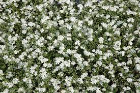 Maybe you would like to learn more about one of these? Pianta Sempreverde Con Fiori Bianchi