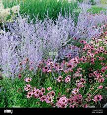 Image result for Perovskia atriplicifolia 'blue spire'