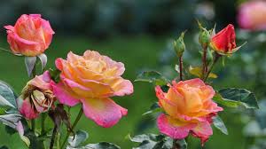 The rosen institute seeks to keep this belief alive and well by supporting. Rosen Vermehren Mit Stecklingen In Einer Kartoffel Oder In Erde Utopia De