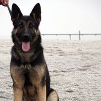 To find a trustworthy breeder, check out the american white shepherd association, the largest white shepherd dog club in the us. Watcher Engel K9 Dedicated German Shepherd Breeders Dedicated German Shepherd Breeders Specializing In Top European Working Lines Watcher Engel K9 Linkedin