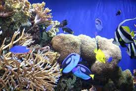 reef tanks mini reef aquarium guide