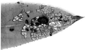 Image result for Berkheya bipinnatifida