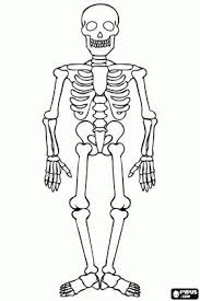 Iskelet Boyama Google Da Ara Ara Boyama Cuerpocompleto Googleda Iskelet Skeleton Drawings Halloween Skeletons Human Skeleton