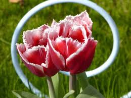 Wann ist der keukenhof geöffnet? Zur Tulpenblute In Holland Keukenhof