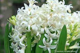 Alyssum or sweet alyssum is a hardy plant that features heat and drought resistance. White Flowers For Sweet Perfume Janet Davis Explores Colour