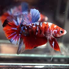 Big One Fancy Super Red Koi Blue Galaxy Halfmoon Plakat Hmpk Male Betta Youtube This Beautiful Betta Was Imported From Thailand Nat Betta Fish Betta Fish