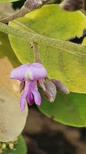 Image result for Philenoptera