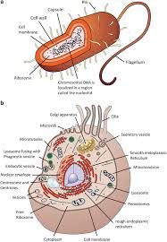 Critically, bacterial cells have cell walls in addition to a cell membrane. Smallest Unit Of Life Cell Biology Springerlink
