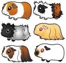 Pin On Guinea Pig