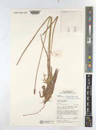 Image result for Eleocharis variegata