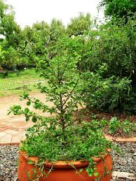 Image result for Coddia rudis