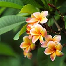 Frangipani Companions Plants Companion Planting Australian Garden