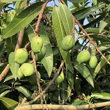 Image result for Mangifera