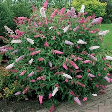Garten Im November Welche Arbeiten Getan Werden Sollten Dekoration Gram Cottage Garden Plants Garden Shrubs Plants