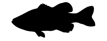 Most relevant best selling latest uploads. Vector E Guide To Fishing Part Ii Care Bass Fish Silhouette Png Full Size Png Download Seekpng