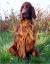 Orange Haired Dog