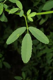 Image result for Melilotus albus