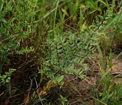 Image result for Cheilanthes viridis