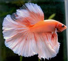 8 Of The Most Epic Betta Fish Betta Fish Betta Fish Tank Betta
