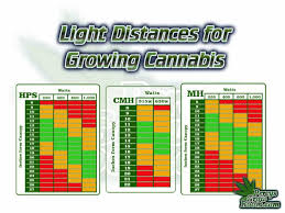Benefits of using a cfl fluorescent grow light. Light Distance For Growing Cannabis Percys Grow Room