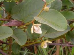 Image result for Annona senegalensis