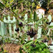 Image result for Buchnera usuiensis