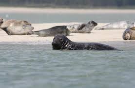 We did not find results for: Terekam Ternyata Begini Cara Anjing Laut Memburu Mangsa Di Kedalaman Hitekno Com