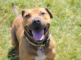 To many, all they see is a vicious fighting dog that should be but those breeders who wanted to separate themselves from the fighting background of the breed asked. Call To Add Staffordshire Bull Terriers To The Banned Breed List For Their Own Good Liverpool Echo