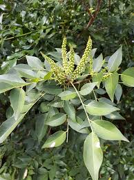 Image result for Ateleia herbert-smithii