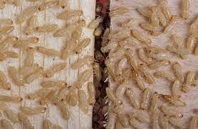 However, managing undesired variables in ecosystems is similar to that for other systems, including the human body and social orders. Pest Organism Wikiwand