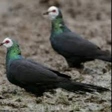 Burung merpati hitam yang mendekatimu juga perlambang kematian seseorang dalam keluarga atau orang yang sangat dekat dengan kamu. Merpati Hitam Sulawesi Shopee Indonesia