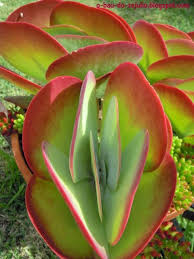 Kalanchoe Thyrsiflora Suculentas Jardim De Suculentas Cactos E Suculentas